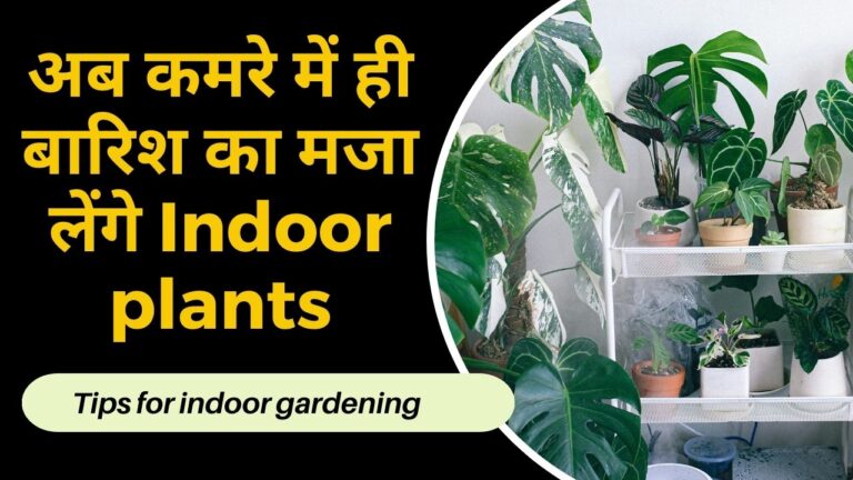 Gardening tips-क्या इंडोर प्लांटस को दे सकते हैं बारिश का पानी, हां तो जानिए कैसे