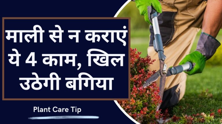 Gardening tip: माली से नहीं कराने चाहिए ये चार काम, हमेशा हरे भरे रहेंगे पौधे
