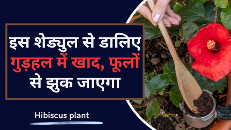 1 या 2 नहीं गुड़हल पर हजारों की संख्या में आएंगे फूल, ऐसे डालें खाद