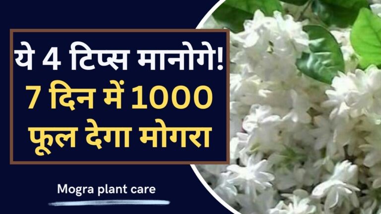 Mogra Plant- ये 4 बाते मान ली तो, हफ्ते में हजारों फूलों से लद जाएगा मोगरा