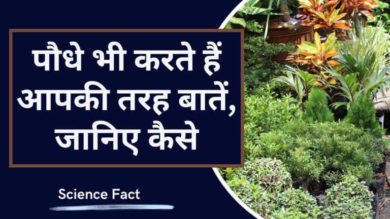 Plants talk: हां! पौधे सचमुच करते हैं बातचीत, जानिए भी और देखिए भी