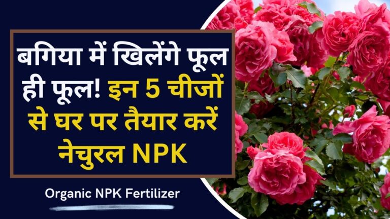 कैमिकल्स को कहो अलविदा! घर की चीजों से तैयार करें ऑर्गेनिक NPK