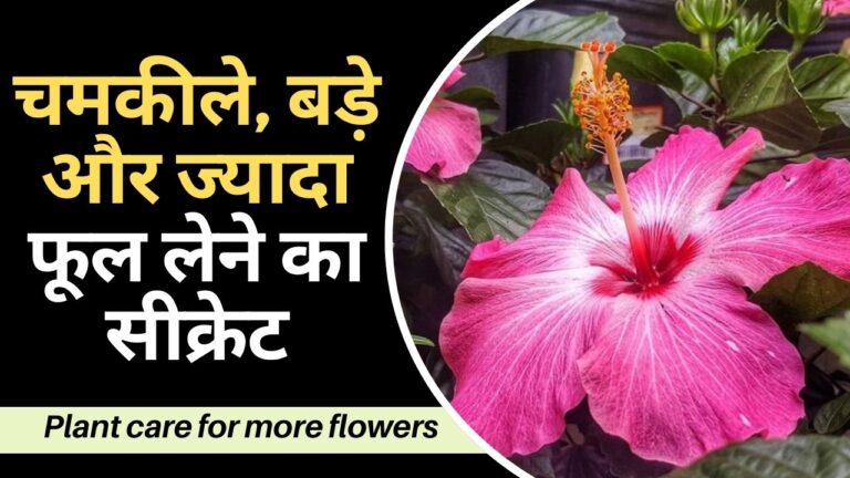 Plant care- पौधों से बड़े और ज्यादा फूल चाहिए, तो जल्दी से फॉलो करें ये सीक्रेट टिप्स