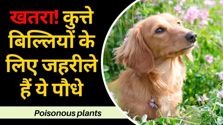 Poisonous plants: गार्डन में कुत्ते बिल्लियों के लिए खतरनाक हैं ये प्लांट, करें बाहर