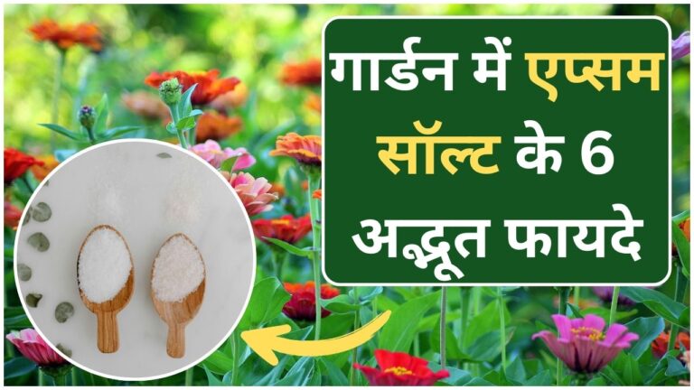 Epsom salt-गार्डन में जादु बिखेर देगा एप्सम सॉल्ट, ग्रोथ रुकने पर ऐसे करें इस्तेमाल