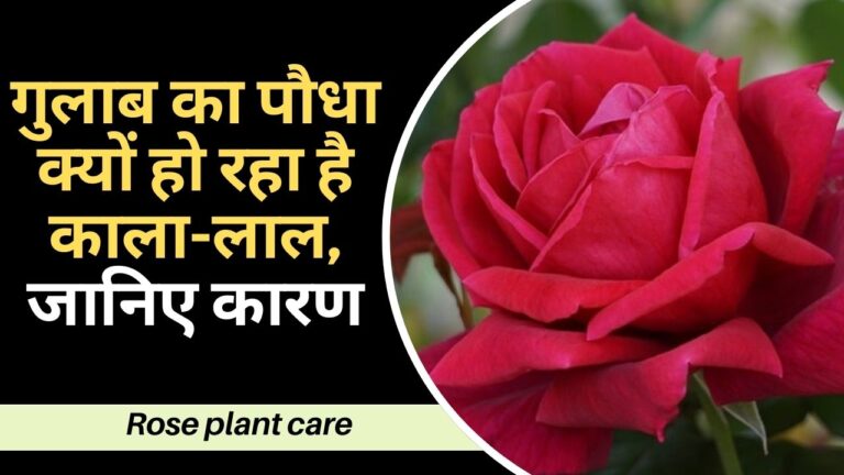 Rose plant-गुलाब का तना क्यों हो रहा है काला और लाल, कारण और समाधान