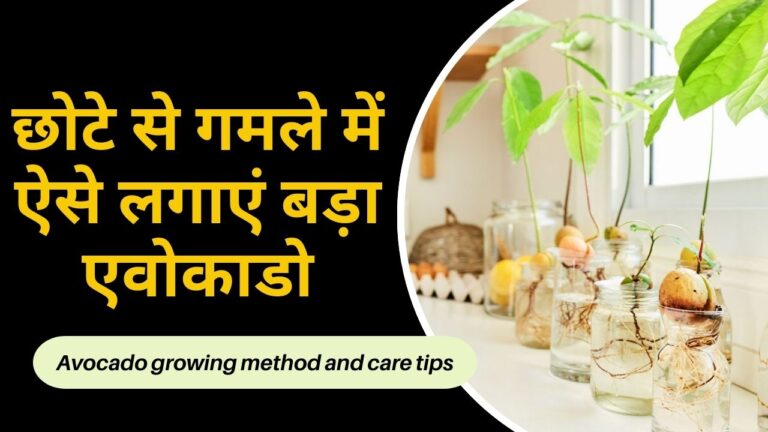 Avocado plant- गमले में एवोकाडो लगाने की ABC…, स्वाद और सेहत के साथ सजावट भी