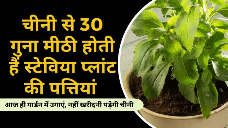 Stevia Plant: गार्डन में उगाएं चीनी से 30 गुना मीठा स्टेविया प्लांट, कभी नहीं खरीदनी पड़ेगी चीनी