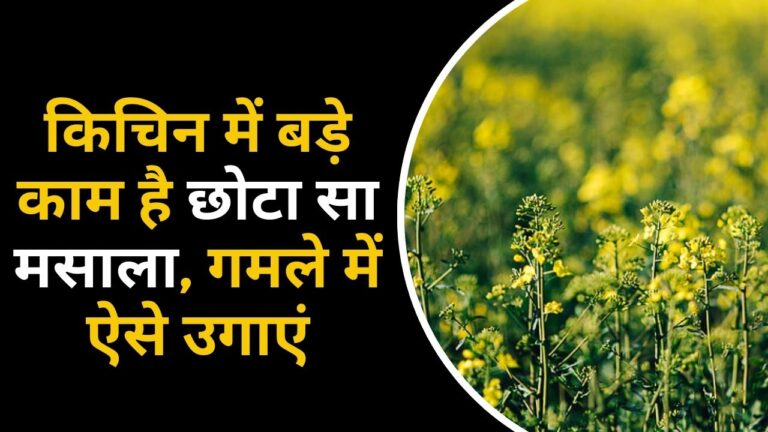 महंगे भाव में नहीं खरीदना पड़ेगा ये मसाला, जानिए घर में लगाने का तरीका