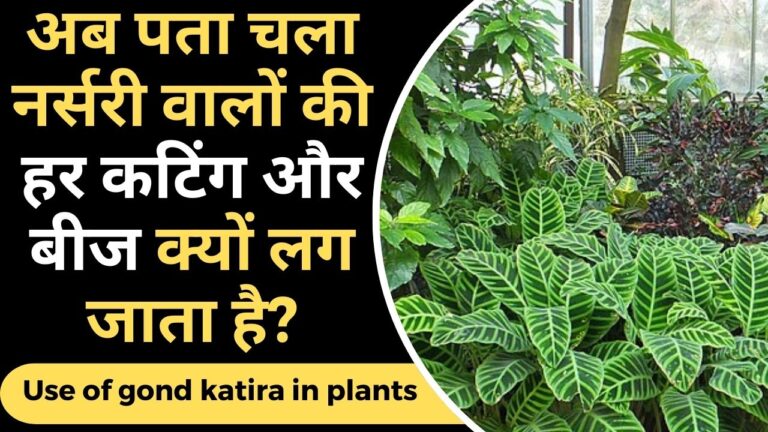 Gond Katira- इस घोल में डूबोए बीज और कटिंग गारंटी है जरुर लगेगी, जानिए