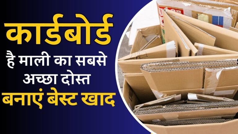 वेस्ट कार्डबोर्ड से बनाएं गार्डन के लिए बेस्ट खाद, सीखिए बनाने का तरीका