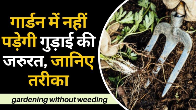 Gardening tips-गार्डन में कभी नहीं पड़ेगी गुड़ाई की जरुरत, एक्सपर्ट ने बताया तरीका