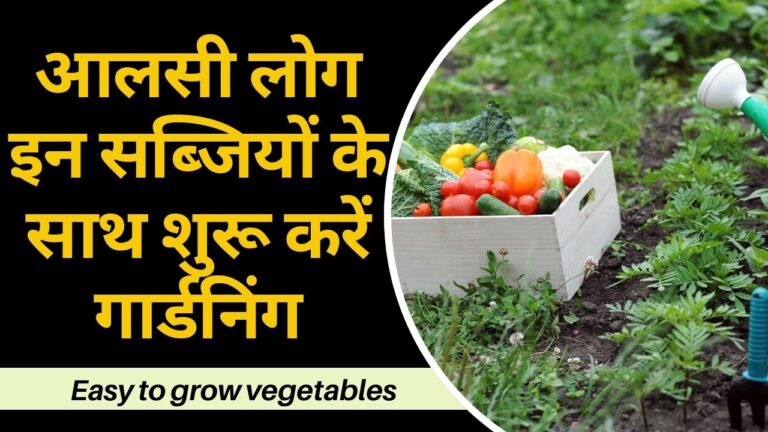 आलसी लोग आज ही लगा लें ये सब्जियां, बिना मेहनत के तैयार हो जाएगा गार्डन