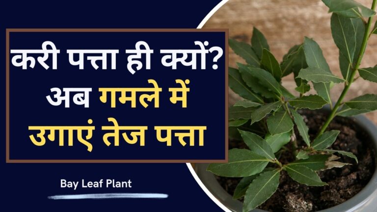 Bay Leaf Plant: गमले में तेज पत्ता उगाना सबसे आसान, जानें उगाने की A,B,C