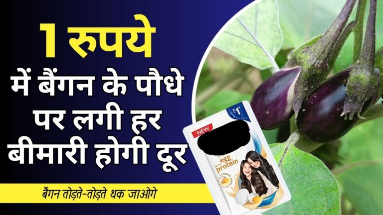 बैंगन के पौधे पर लगी हर बीमारी को दूर करेगा शैंपू, लें पूरी जानकारी