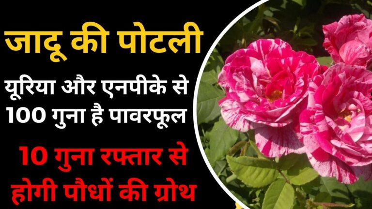 ये जादू की पोटली यूरिया से सौ गुना है पावरफुल, 10 गुना बढ़ा देगी पौधों की ग्रोथ