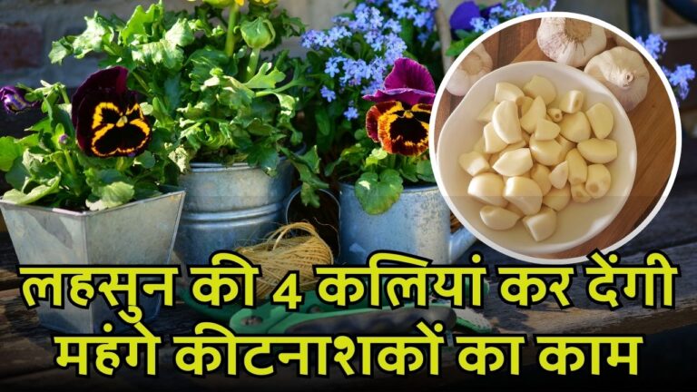लहसुन के प्रयोग से दूर करें पेस्ट अटैक, दूर-दूर तक नहीं भटकेंगे कीड़े