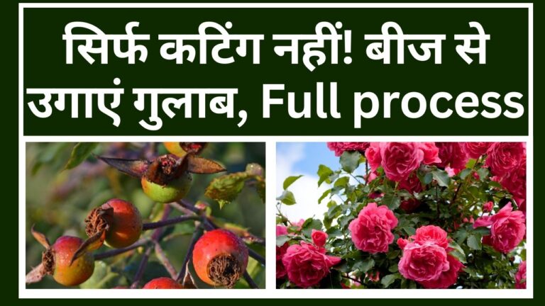 Grow rose: रोज हिप से उगाएं गुलाब का पौधा, जानें step by step पूरा प्रोसेस