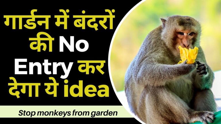 Monkeys in garden: अब गार्डन में नहीं घुसेगा एक भी बंदर, कर लो ये इंतजाम