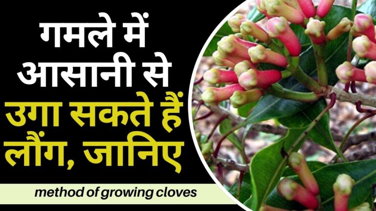 clove plant-घर पर ही करें लौंग की खेती, गमले में उगाने का स्टेप बाय स्टेप प्रोसेस