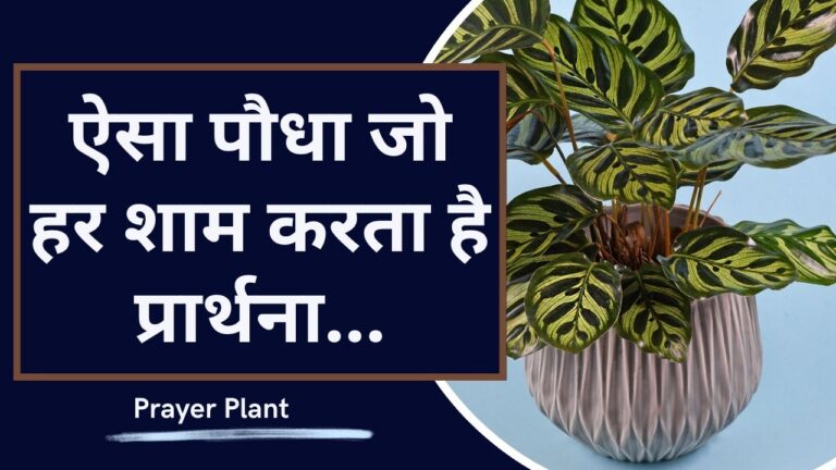 Prayer Plant: क्या आपके घर में है प्रार्थना करने वाला पौधा, जानें उगाने व देखभाल का तरीका