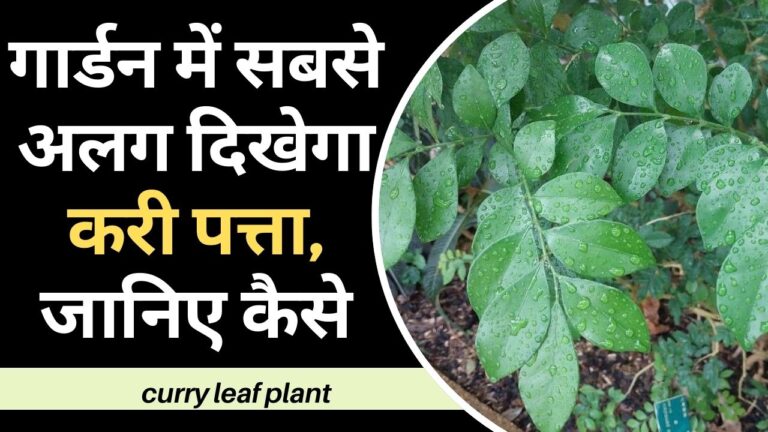 curry leaf plant- प्लास्टिक बोतल में डाली से करी पत्ता उगाने का ये तरीका है गजब, जानिए