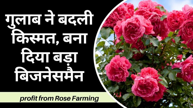 Rose Farming: गुलाब की खेती से कमा रहे 5 गुणा मुनाफा, बदल गई किसान की किस्मत