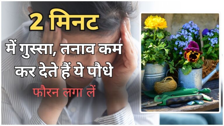 हर वक्त स्ट्रेस और घबराहट रहती है, तो ये 5 पौधे लगाएं