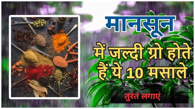 मानसून में आसानी से गमले में उगा सकते हैं 10 मसाले, जानिए कैसे