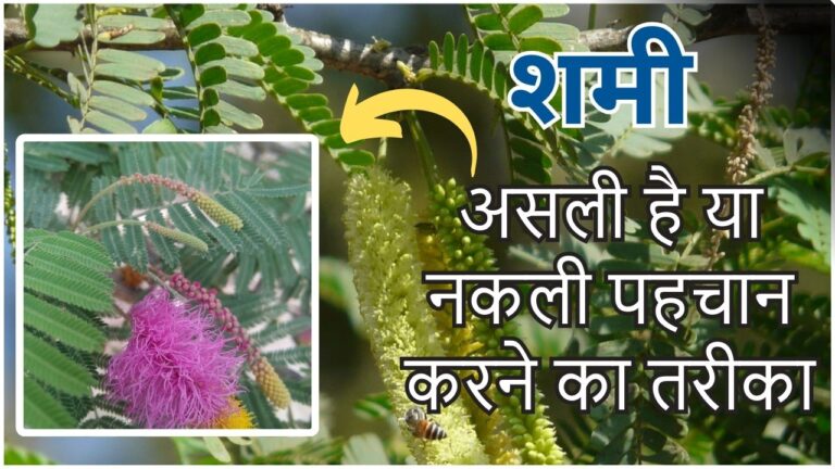 ज्यादातर लोगों के घर में है नकली शमी का पौधा, ऐसे करें पहचान