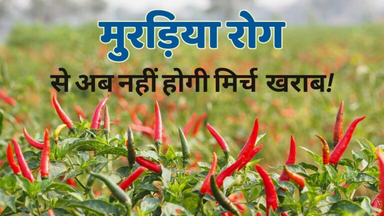 Leaf curl disease- मिर्च में पत्ती मरोड़ रोग से बचाव, जानिए कैसे बरतनी है सावधानी