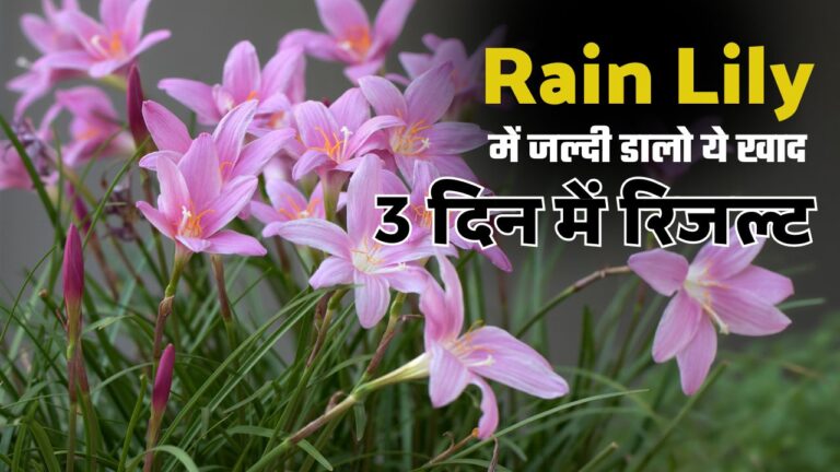 Rainlily-रेनलिली पर हेवी ब्लूमिंग का सीक्रेट, डालनी है ये फर्टिलाइजर
