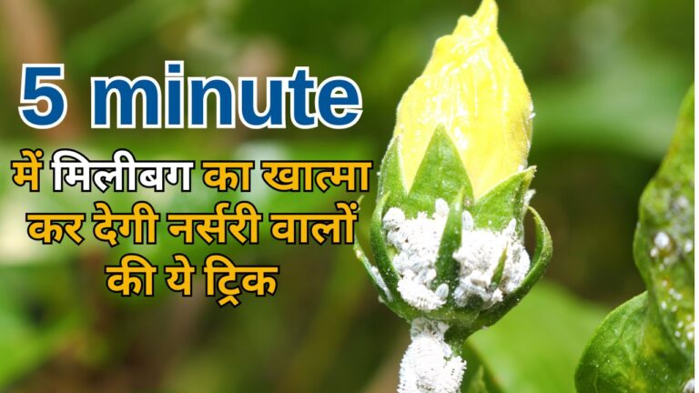 बिना खर्चा 5 मिनट में मिलीबग से छुटकारा, माली ने बताया सीक्रेट