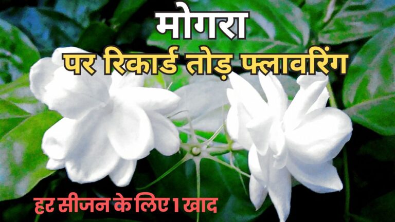 मोगरा के लिए मानसून वाली खाद, 1 मुट्ठी डालने पर रिकार्ड तोड़ फ्लावरिंग