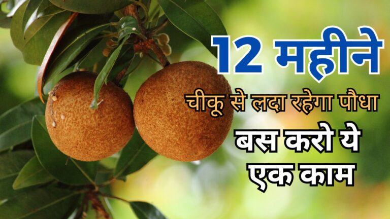Sapota plant- अब 12 महीने चीकू से लदा रहेगा पौधा, जानिए कैसे