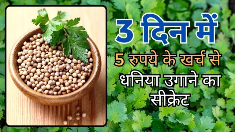 Grow coriander: मात्र 3 दिन में धनिया उगाने का आसान तरीका, 100 फीसदी उगेगा