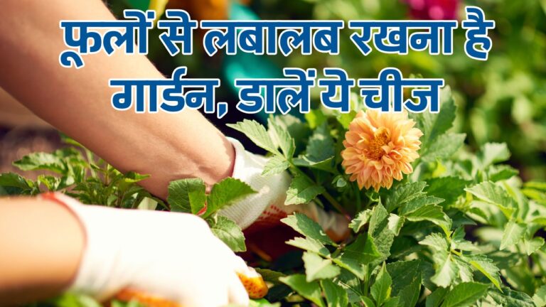 5 चीजों से बना अमृत पौधे में डालिए, माई का बाप नहीं रोक पाएगा फ्लावरिंग
