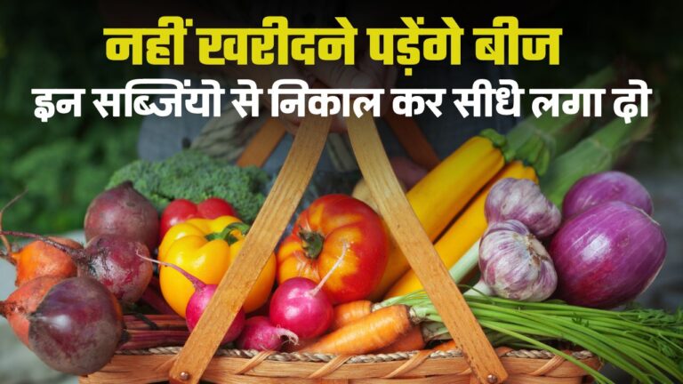 ताजा सब्जियों से सीधे बीज लगाकर गार्डन में लगा दें, नहीं खरीदने पड़ेंगे सीड्स