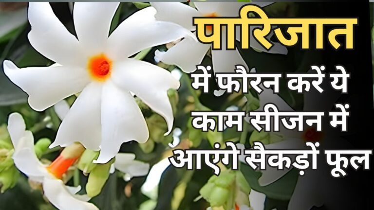 सीजन में पारिजात को फूलों से लदा देखना है, तो अभी से शुरु कर दें ये तैयारियां