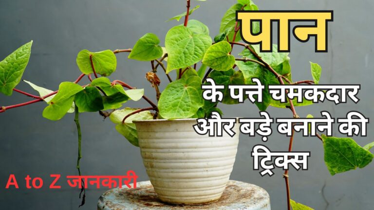 इस तरह लगाएं पान की बेल, पत्ते हथेली से लंबे और चमकदार होंगे