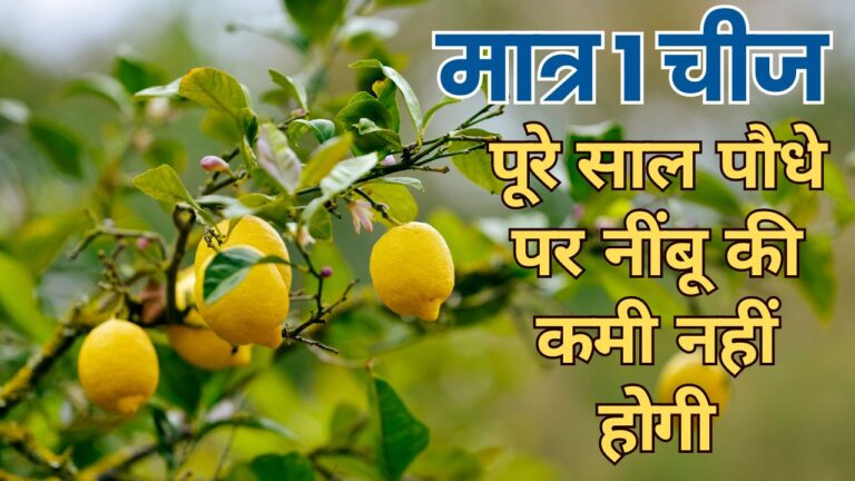 Lemon Plant-नींबू पर फूल-फल नहीं आ रहे तो, 1 मुट्ठी डालें लद जाएगा पौधा