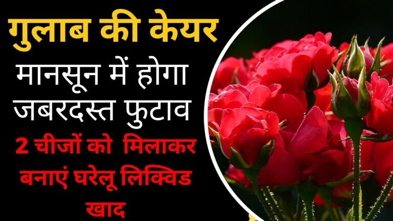 Rose care- मानसून में गुलाब की केयर टिप्स, डालें ये घरेलू पावरफूल लिक्विड खाद