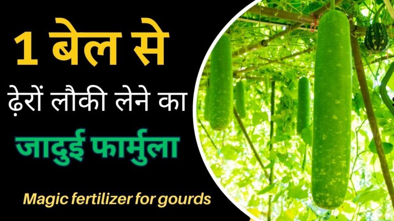Bottle gourd- 1 चम्मच जादूई खाद से 1 ही कंटेनर में लौकियों की बाढ़, जानिए कैसे