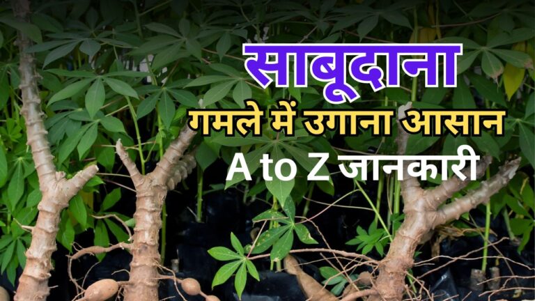 Sabudana plant-साबुदाना घर पर उगाएं ताजा खाएं, जानिए स्टेप बाय स्टेप प्रोसेस