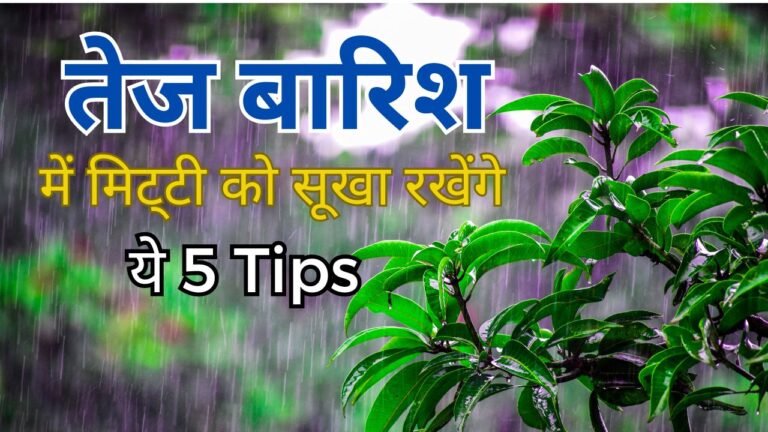 Plant care-तेज बारिश में ओवरवाटरिंग से ऐसे बचाएं पौधे, मिट्टी सुखाने की ट्रिक्स