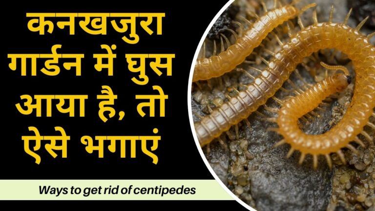 Gardening tips- गार्डन में घुस आया है डरावना कनखजुरा, इन होममेड तरीके से भगाएं