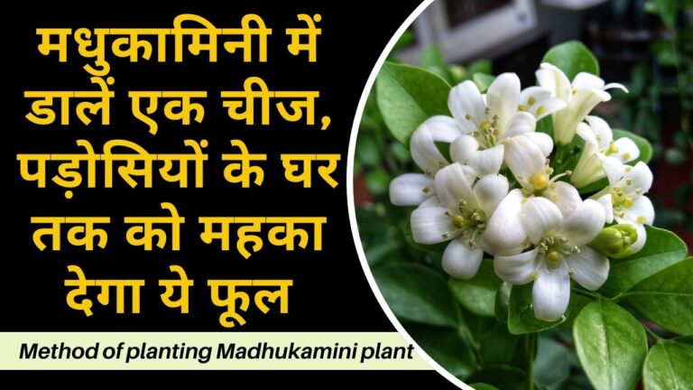 Madhukamini: मधुकामिनी पर हजारों फूलों के लिए डालें बस एक चीज, महक उठेगी बगिया