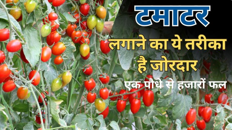 पौधा लिटाकर उगाने का नया तरीका, टोकरी भर-भर कर उतरेंगे टमाटर