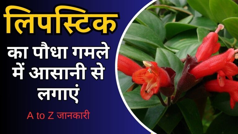 lipstick plant- अब घर में आसानी से लगाएं लिपस्टिक प्लांट, स्टेप बाय स्टेप प्रोसेस