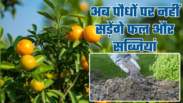 चुटकी भर ये चीज डालने से नहीं सड़ेगें सब्जी और फल, रॉकेट की स्पीड से होगी ग्रोथ